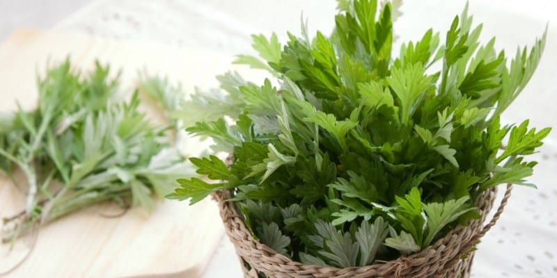 cac tips tri tan mau bam ga tu ngai cuu