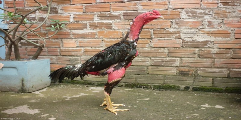 cach phan biet ga choi qua ngoai hinh