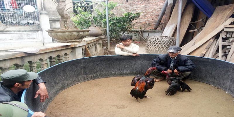 chieu tro ma nai ga thuong su dung