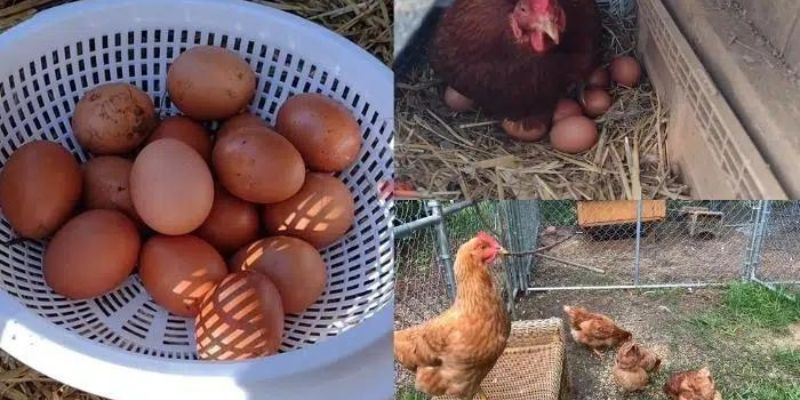 dac diem nhan dang ga nau isa