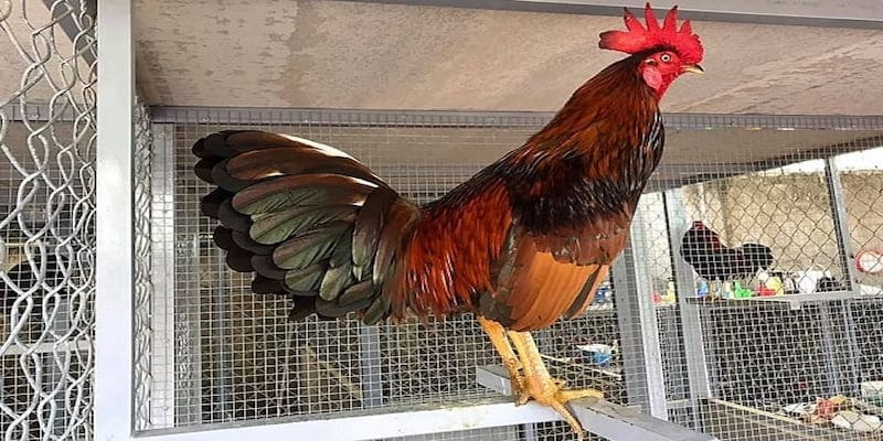 kinh nghiem nuoi ga lai can co che do dinh duong phu hop