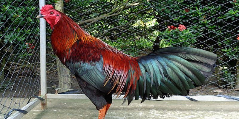 kinh nghiem nuoi ga lai choi da co luc