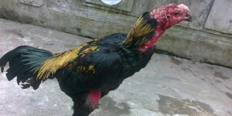 ly do can biet cac tips tri tan mau bam ga