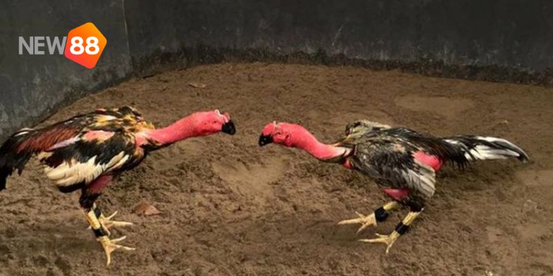 Top 4 kinh nghiệm đá gà đòn miền Bắc chỉ cao thủ mới biết 2 đá gà đòn miền bắc