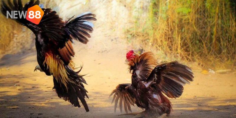 Top 4 kinh nghiệm đá gà đòn miền Bắc chỉ cao thủ mới biết 4 đá gà đòn miền bắc