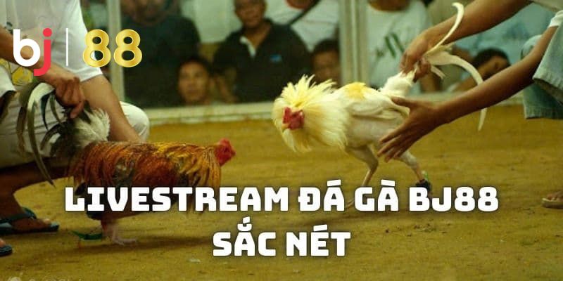 BJ88 đá gà BJ88 đá gà