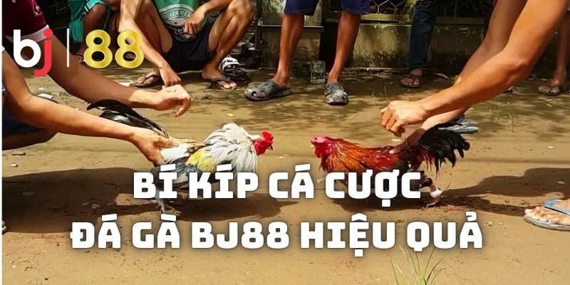 BJ88 đá gà BJ88 đá gà