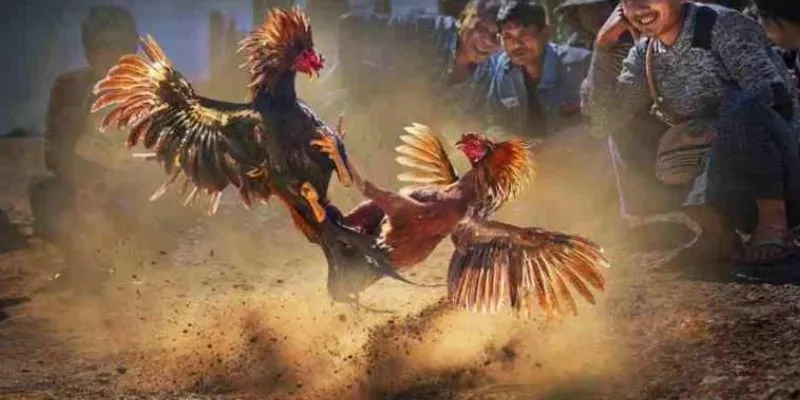 New88 – Cá cược đá gà cựa sắt với tỷ lệ cược đỉnh cao 2 Tìm hiểu về cá cược đá gà cựa sắt
