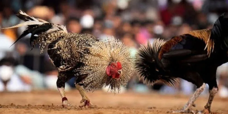 New88 – Cá cược đá gà cựa sắt với tỷ lệ cược đỉnh cao 3 Tổng hợp các loại kèo phổ biến trong cá cược đá gà