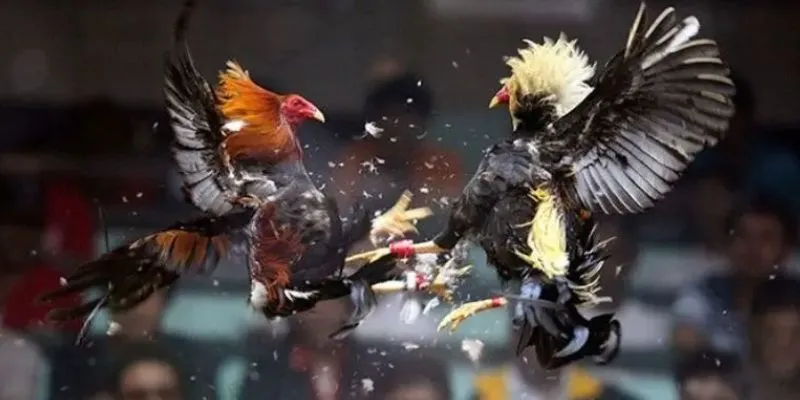 New88 – Cá cược đá gà cựa sắt với tỷ lệ cược đỉnh cao 4 Khám phá bí quyết thắng đậm khi chơi cá cược đá gà cựa sắt