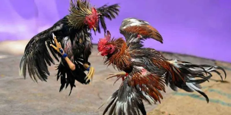 Tổng quan về cá cược đá gà Philippines