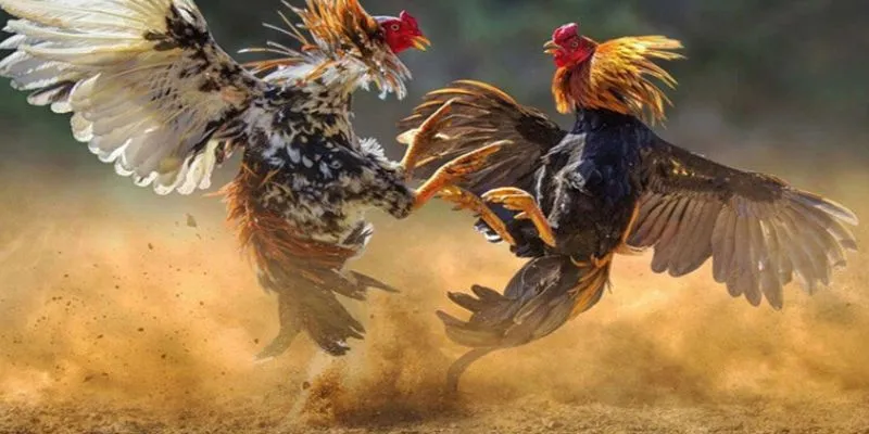 Đá gà tre: Trò chơi dân gian đầy kịch tính và hấp dẫn tại New88 3 Tìm hiểu cách tham gia cá cược đá gà