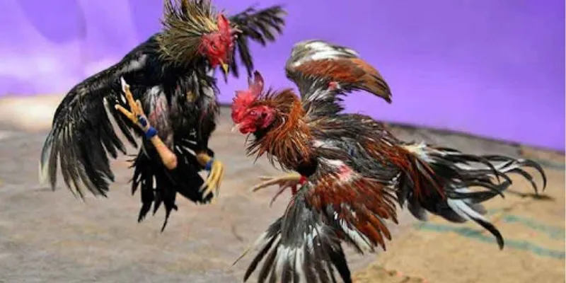 Cá cược đá gà trực tiếp C1: Trải nghiệm chân thực tại New88 2 Tổng hợp một vài thông tin về cá cược đá gà trực tiếp C1