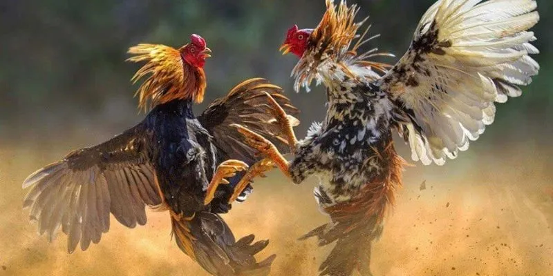 Cá cược đá gà trực tiếp C1: Trải nghiệm chân thực tại New88 3 Khám phá luật chơi và quy định trong cá cược đá gà