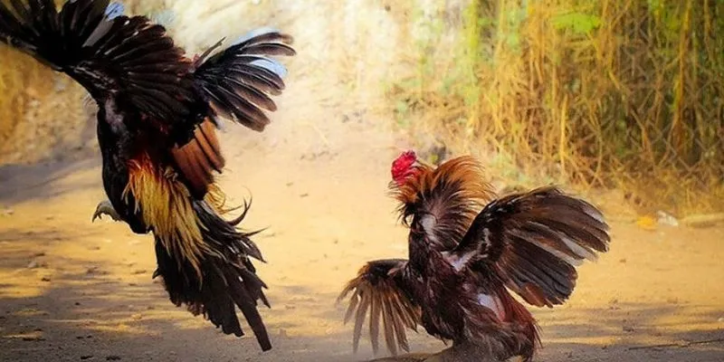 Cá cược đá gà trực tiếp C1: Trải nghiệm chân thực tại New88 4 Kinh nghiệm chọn gà đá chất lượng khi cá cược đá gà trực tiếp C1