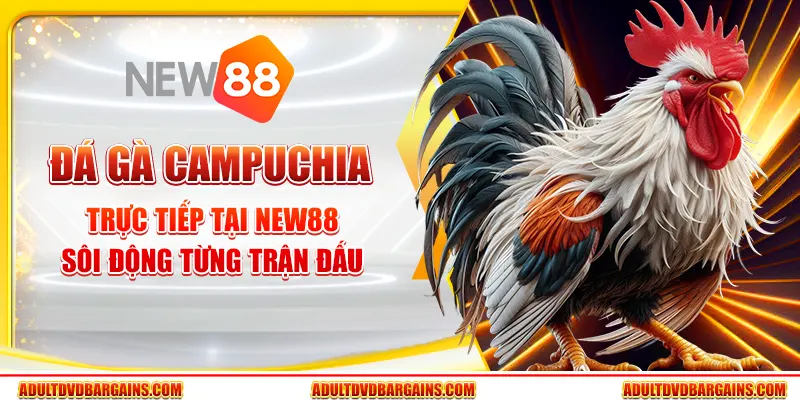 Đá gà Campuchia trực tiếp tại New88 - Sôi động từng trận đấu