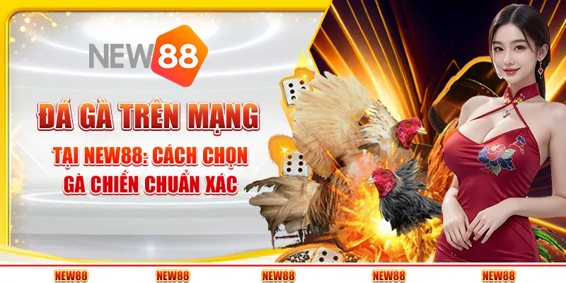 Đá gà trên mạng tại New88: Cách chọn gà chiến chuẩn xác