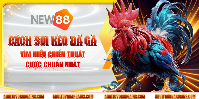 Cách soi kèo đá gà - Tìm hiểu chiến thuật cược chuẩn nhất 1 Cách soi kèo đá gà - Tìm hiểu chiến thuật cược chuẩn nhất