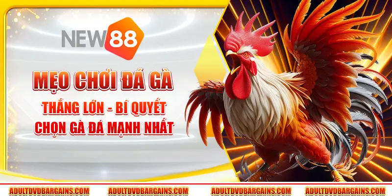 Mẹo chơi đá gà thắng lớn - Bí quyết chọn gà đá mạnh nhất 6 Mẹo chơi đá gà thắng lớn - Bí quyết chọn gà đá mạnh nhất
