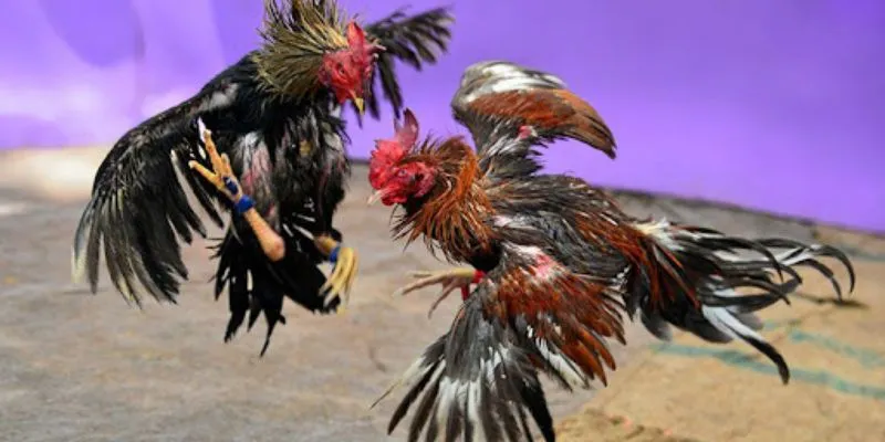 Cách soi kèo đá gà - Tìm hiểu chiến thuật cược chuẩn nhất 2 Sự quan trọng khi soi kèo đá gà