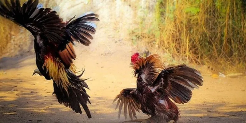 Cách soi kèo đá gà - Tìm hiểu chiến thuật cược chuẩn nhất 3 Khám phá các loại kèo đá gà phổ biến hiện nay