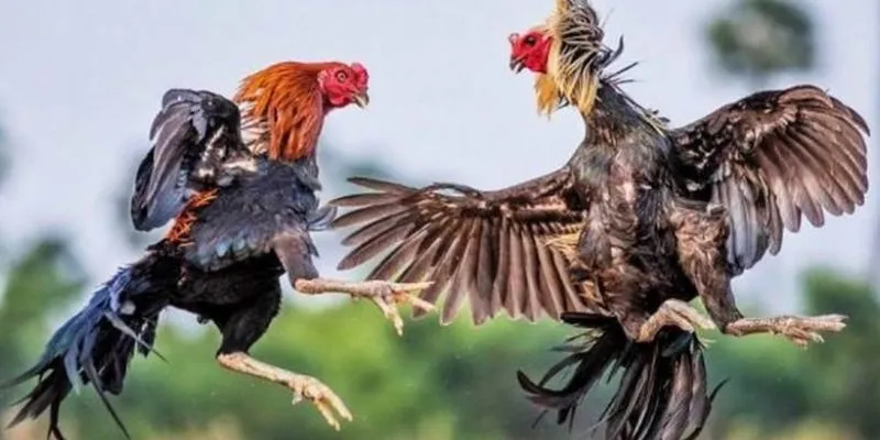 Cách soi kèo đá gà - Tìm hiểu chiến thuật cược chuẩn nhất 4 Tìm hiểu cách soi kèo đá gà chuẩn xác từ bet thủ