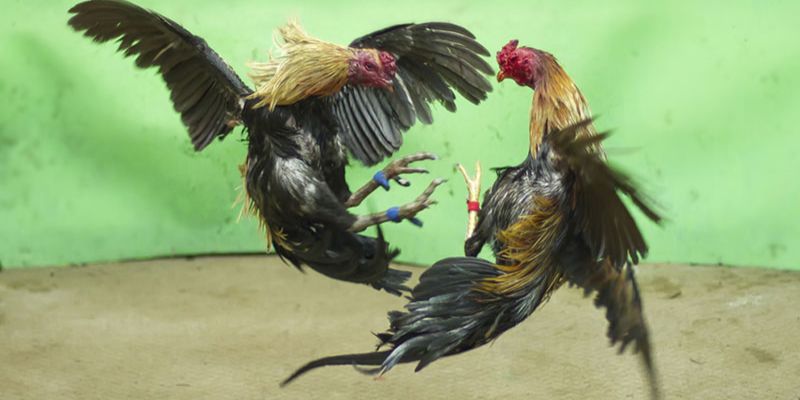 Đá gà Campuchia trực tiếp tại New88 - Sôi động từng trận đấu 3 Các loại hình cá cược đá gà campuchia trực tiếp