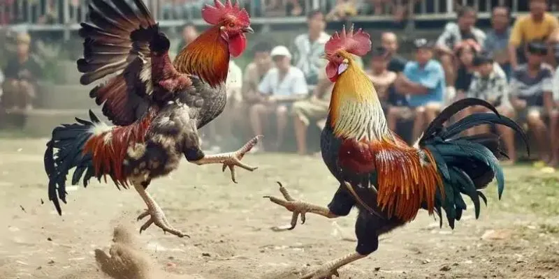Khám phá các loại cược đá gà trên mạng thịnh hành