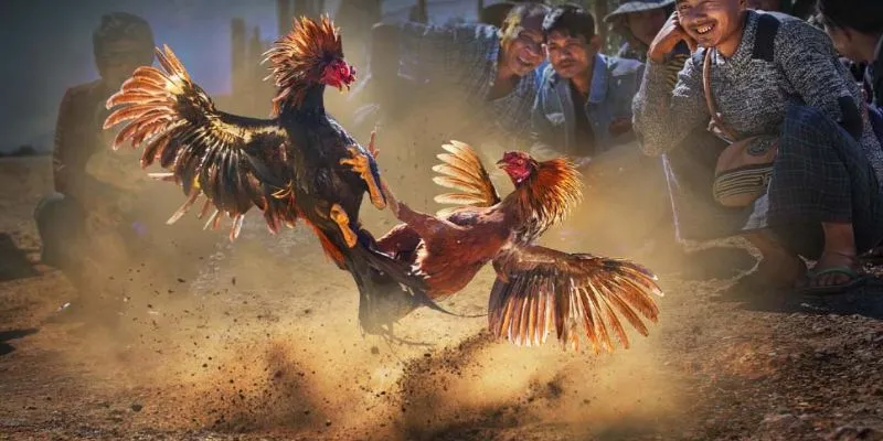 Đá gà trực tiếp bình luận tại New88 - Cập nhật mọi diễn biến 2 Ưu điểm của đá gà trực tiếp bình luận tại New88