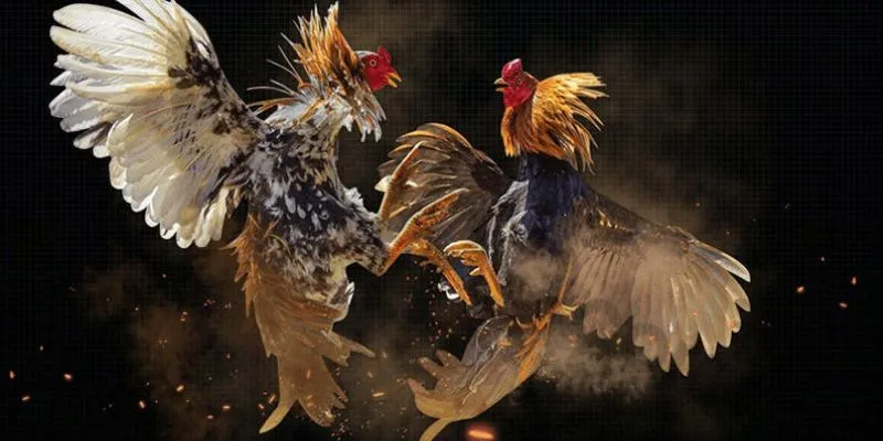 Đá gà trực tiếp bình luận tại New88 - Cập nhật mọi diễn biến 3 Các loại kèo cược phổ biến trong cá cược đá gà