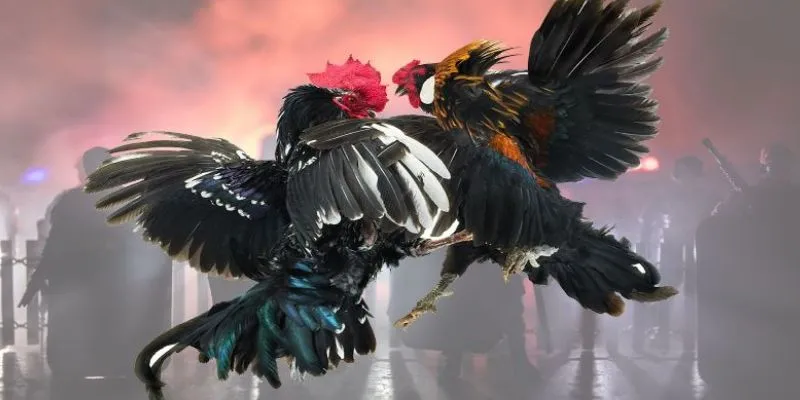 Đá gà trực tiếp bình luận tại New88 - Cập nhật mọi diễn biến 4 Hướng dẫn cách đặt cược đá gà nắm chắc phần thắng