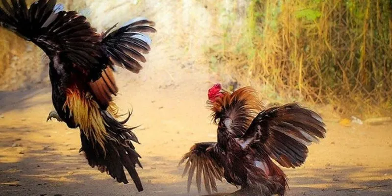 Mẹo chọn gà chiến chuẩn xác khi cá cược
