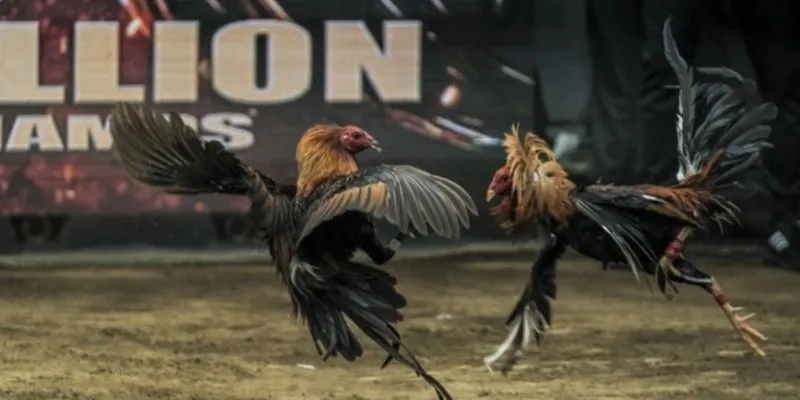 Luật chơi cá cược cơ bản trong các trận đá gà