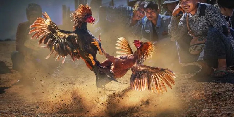 Hướng dẫn cách chọn gà đá phù hợp