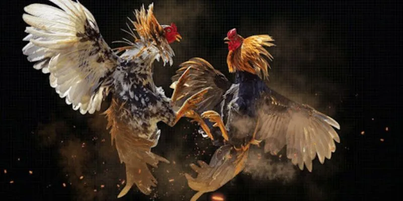 Mẹo chơi đá gà thắng lớn từ chuyên gia