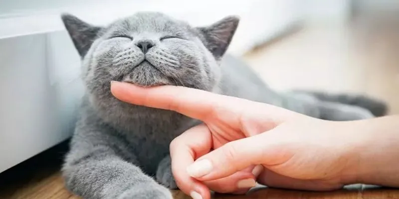 Khám phá điềm báo khi nằm mơ thấy mèo