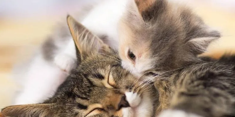 Ý nghĩa khi mơ thấy mèo đang đuổi bắt chuột