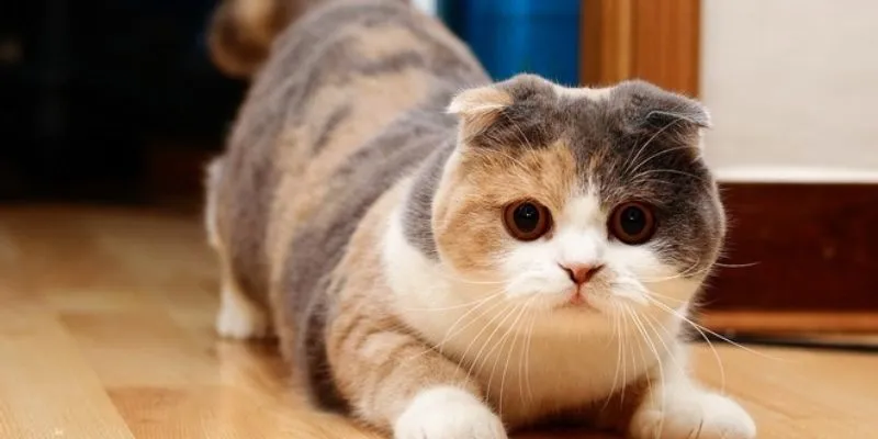 Khám phá các con số nên đánh khi nằm mơ thấy mèo