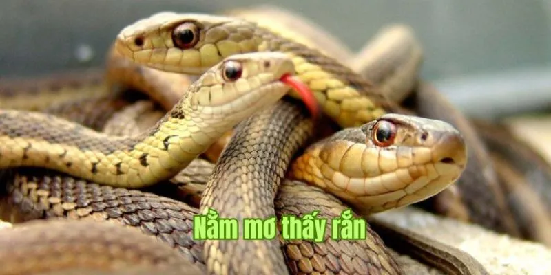 Khám phá ý nghĩa khi nằm mơ thấy rắn thường gặp