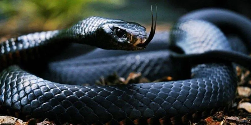 Ý nghĩa khi nằm mơ thấy rắn hai đầu