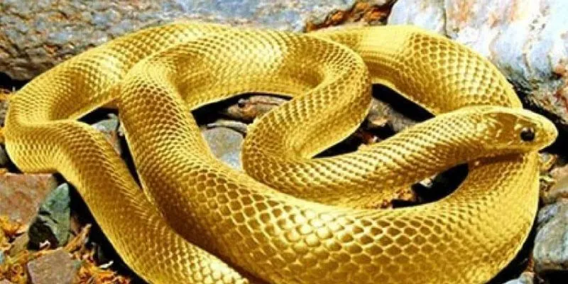 Các con số nên đánh khi mơ thấy rắn 