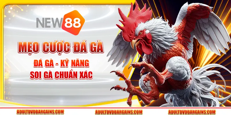 Mẹo cược đá gà - Kỹ năng soi gà chuẩn xác