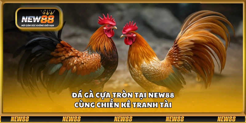 Đá gà cựa tròn tại New88 - Cùng chiến kê tranh tài