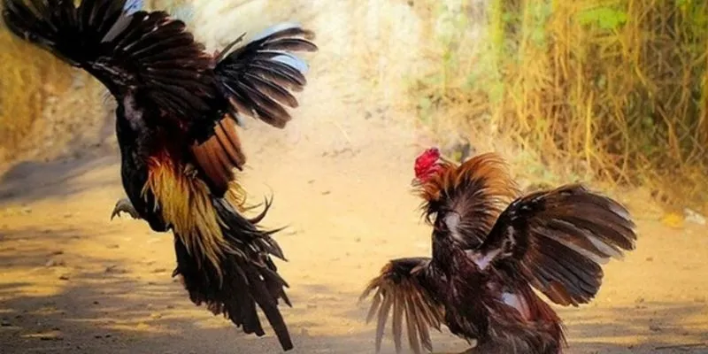 Bí quyết cược đá gà thắng - Soi giống gà để dự đoán chính xác 2 Tìm hiểu cơ bản về cá cược đá gà từ A đến Z