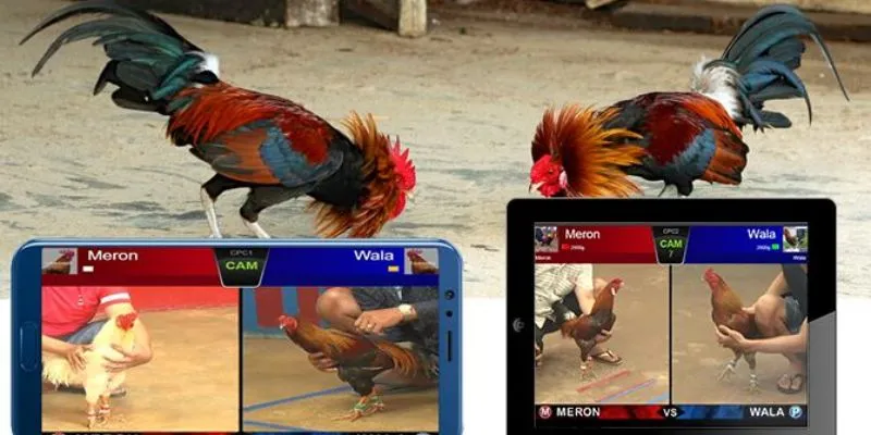 Bí quyết cược đá gà thắng - Soi giống gà để dự đoán chính xác 3 Tổng hợp các yếu tố ảnh hưởng đến kết quả trận đá gà