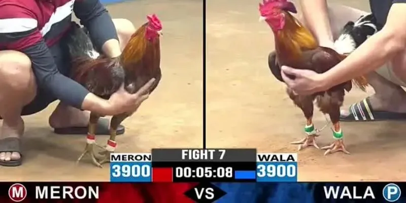 Bí quyết cược đá gà thắng - Soi giống gà để dự đoán chính xác 4 Khám phá bí quyết cược đá gà thắng lớn từ cao thủ