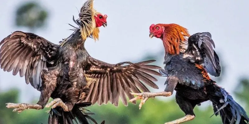 Luật chơi cá cược đá gà công nghệ cao chi tiết