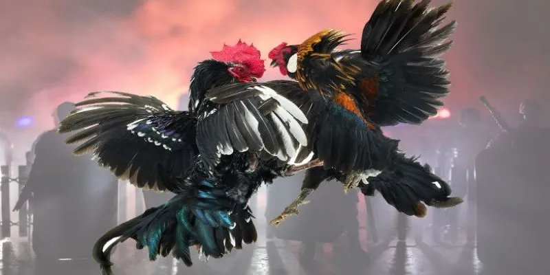 Bí quyết chơi cá cược đá gà hiệu quả