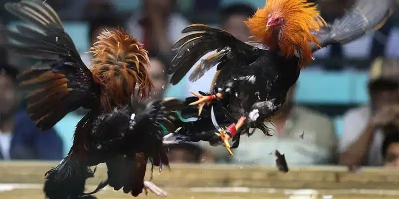 Khám phá các kiến thức cơ bản về hình thức đá gà cựa sắt