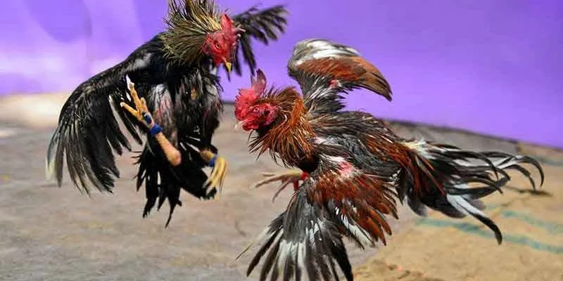 Đá gà cựa tròn tại New88 - Cùng chiến kê tranh tài 2 Khám phá cá cược đá gà cựa tròn tại New88